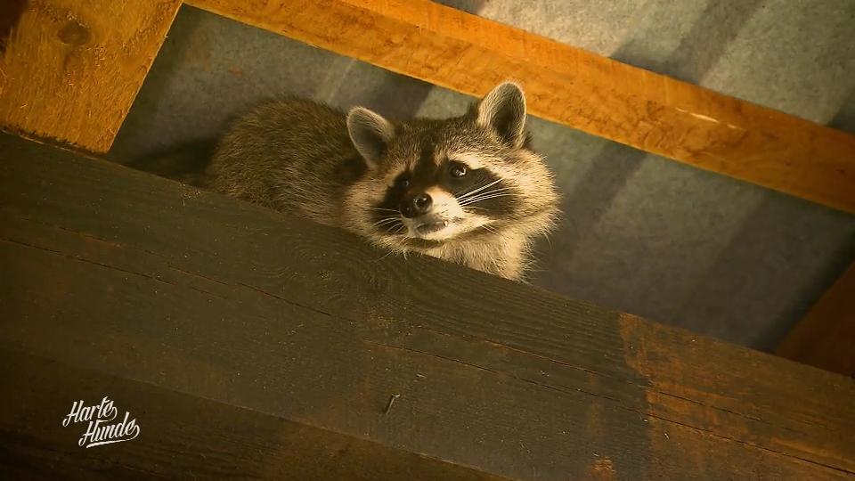 Der Waschbärstall ist eröffnet