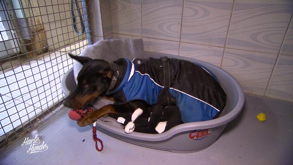 Wie kommt das neue Haus bei den Hunden an?