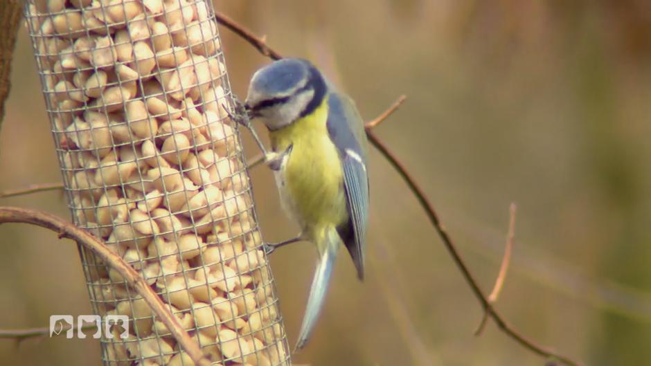 So Füttert Man Vögel Richtig