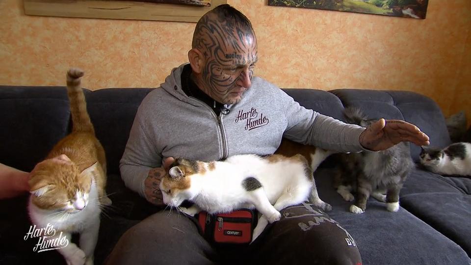 Popeye kann sich vor lauter Katzen kaum retten