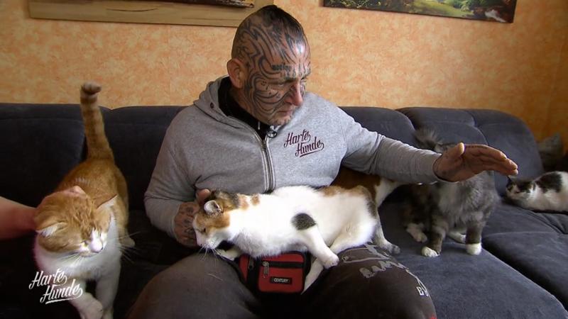 Popeye kann sich vor lauter Katzen kaum retten