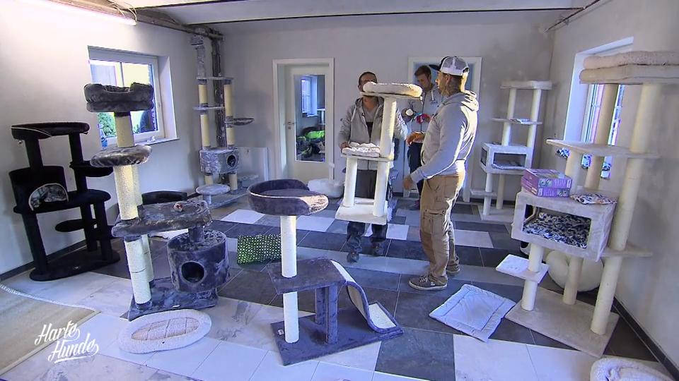 Katzenhaus-Einrichten mit den harten Hunden
