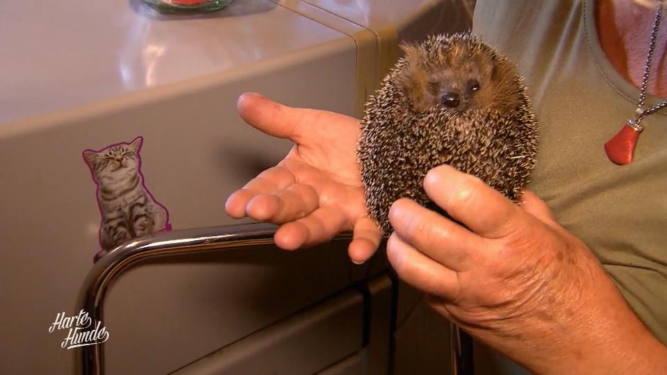 Ein kleiner verletzter Igel benötigt Hilfe