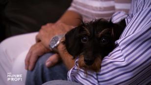 Zu Hause Schmusehund, unterwegs Kläffmaschine