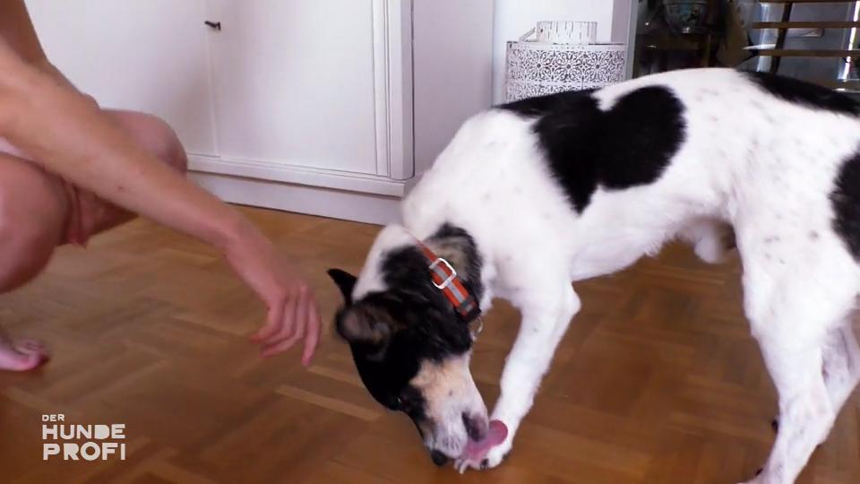 Leckt sich Jojo aus Trauer die Pfoten wund?