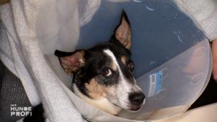 Außer dem Lecken geht's Jojo gut – was also tun?