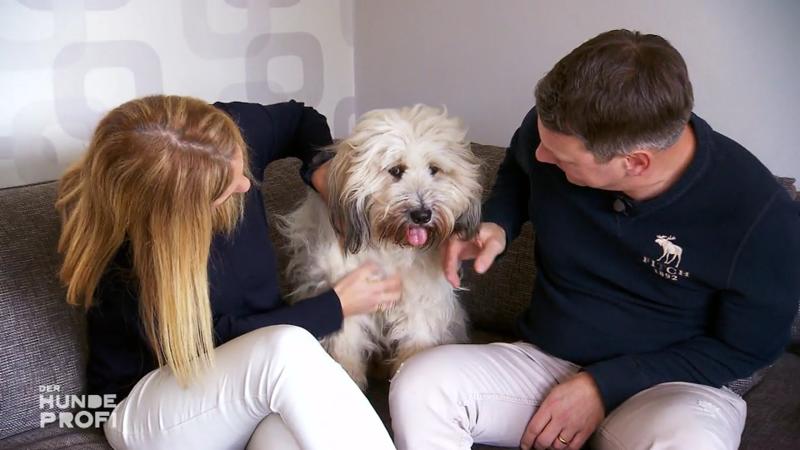 Boomer - Ein sehr lebhafter Vierbeiner