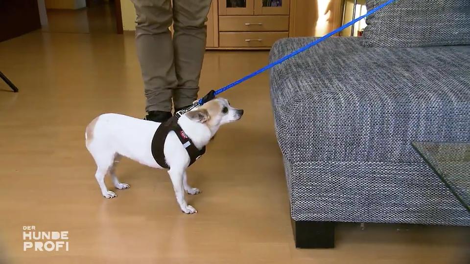Für Bonnie herrscht zu Hause Leinenpflicht