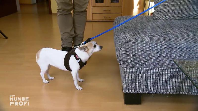 Für Bonnie herrscht zu Hause Leinenpflicht