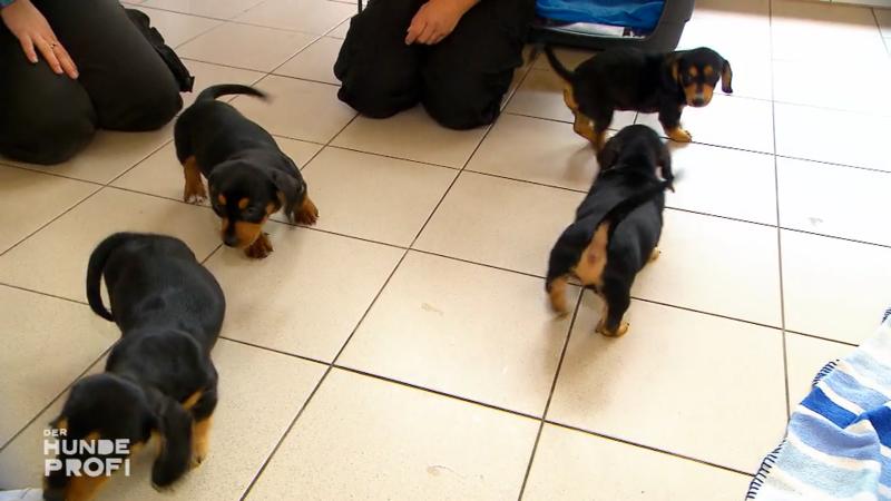 Welpen-Alarm im Tierheim