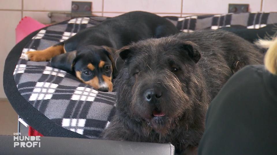 Die Welpen treffen auf einen älteren Hund