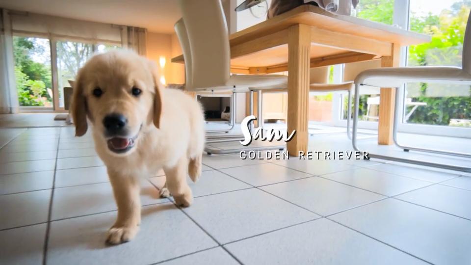 Heute ist Welpen-Einzug-Tag