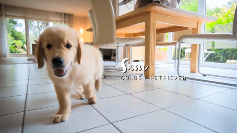 Heute ist Welpen-Einzug-Tag