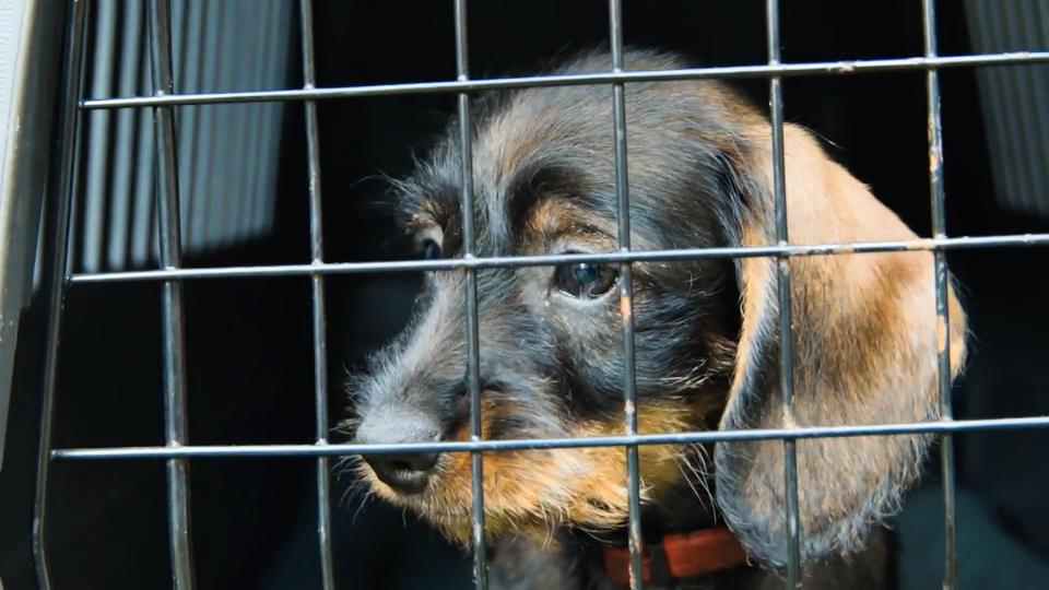 Gertrud zieht heute ein