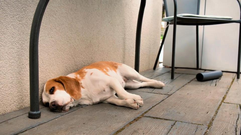 Beagle Lucy wartet auf neuen Freund