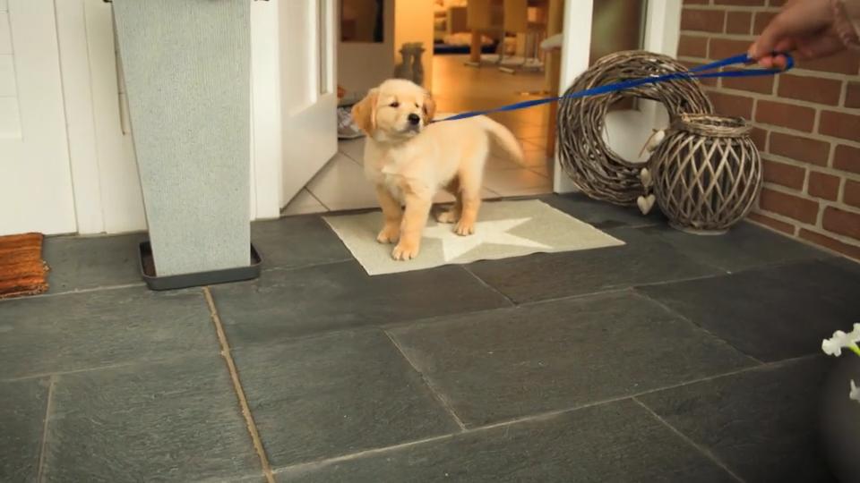 Aller Gassi-Anfang ist schwer