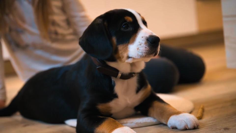 Entlebucher-Sennenhund-Welpe Ebby hat Sehnsucht