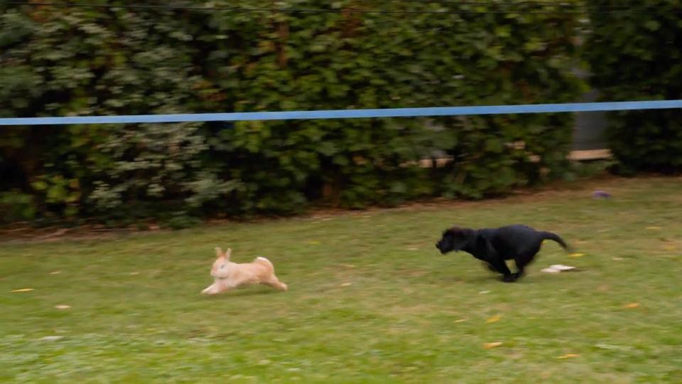 Spielkumpanen oder Todfeinde?