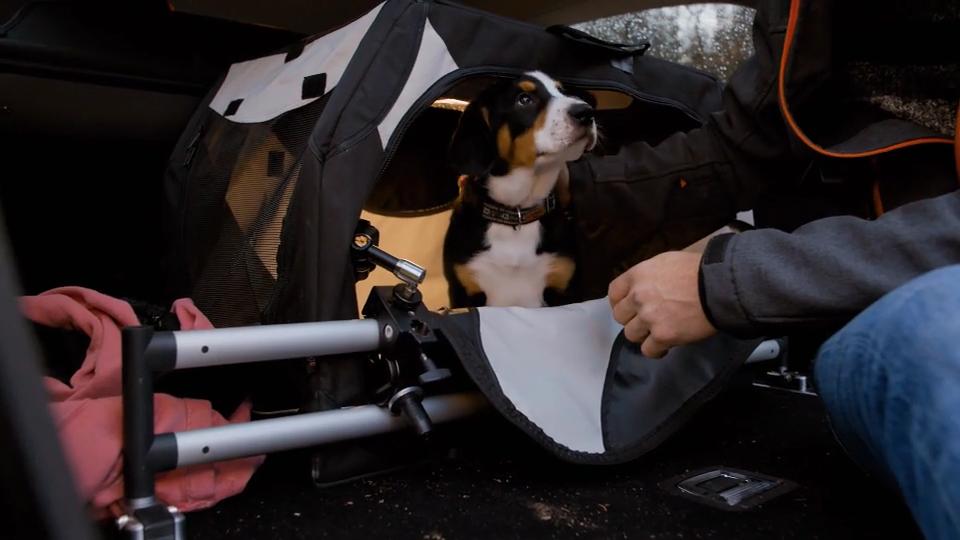 Ebby lernt Autofahren kennen – in der Transportbox