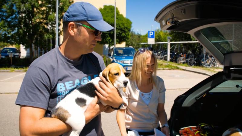 Welpe Kara übt im Auto mitfahren