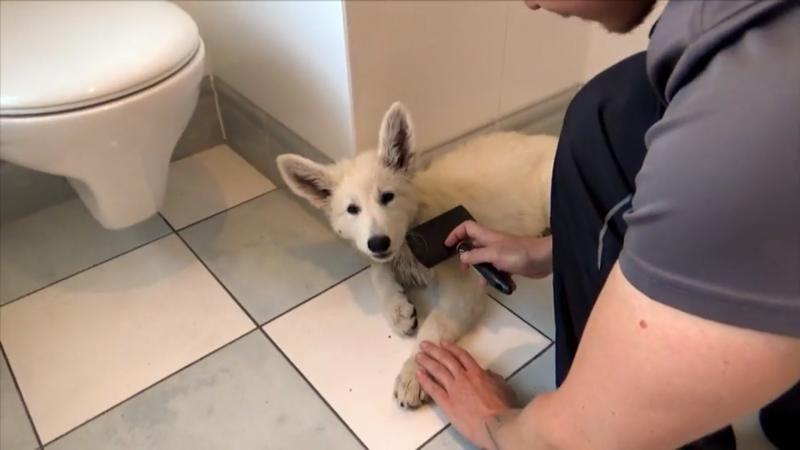 Welpe Ivy wurde das erste Mal geduscht