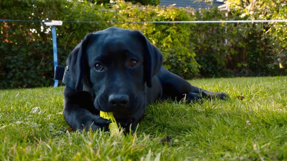 Kuki hat jede Menge Flausen im Kopf