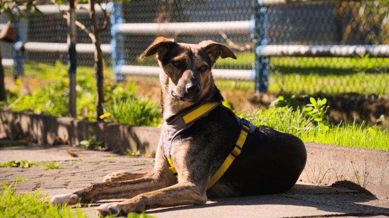 Wie hat sich Speedle eingelebt?