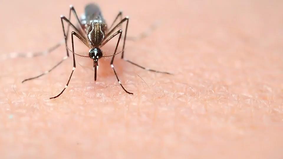 Insektenstiche erkennen