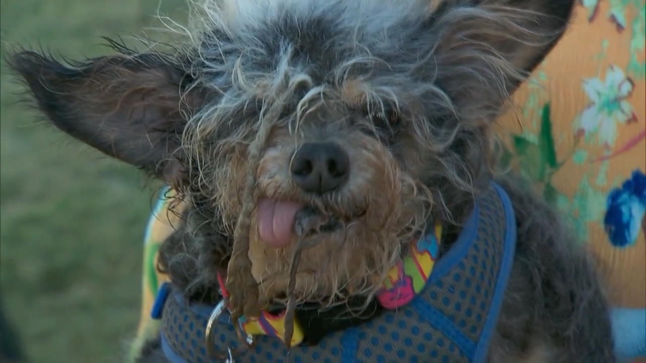 Scamp ist der "Hässlichste Hund der Welt"