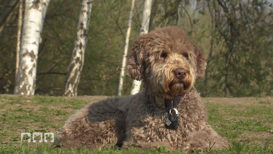 Der Labradoodle Ein Hybridhund Im Tierportrait