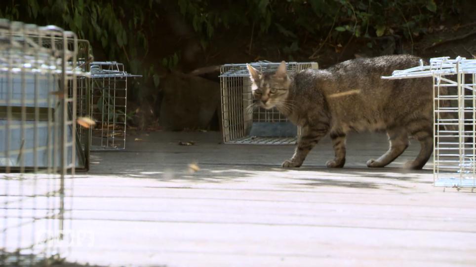 Katze Minnie Ist Dauerrollig Trotz Kastrierung