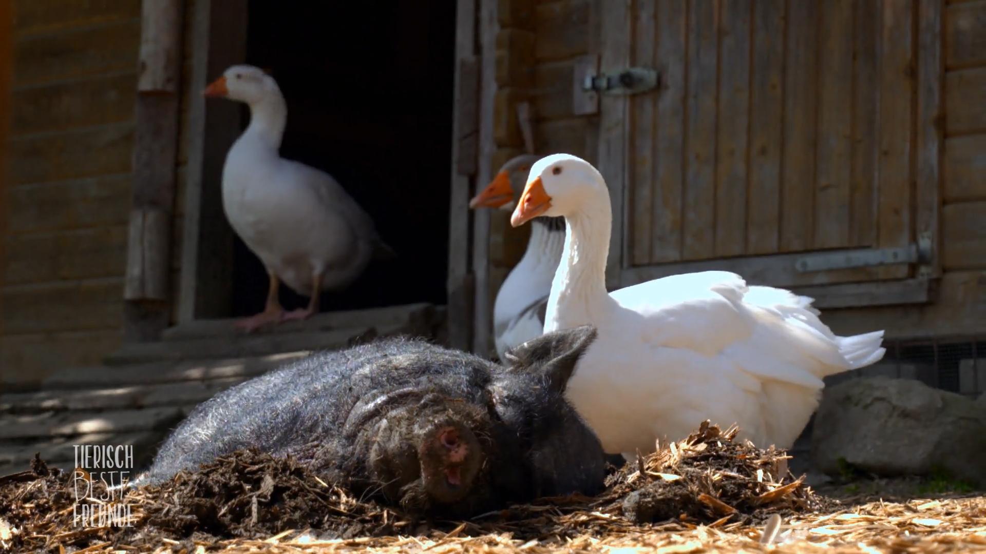 Hängebauchschwein Bonnie hat besondere Bodyguards