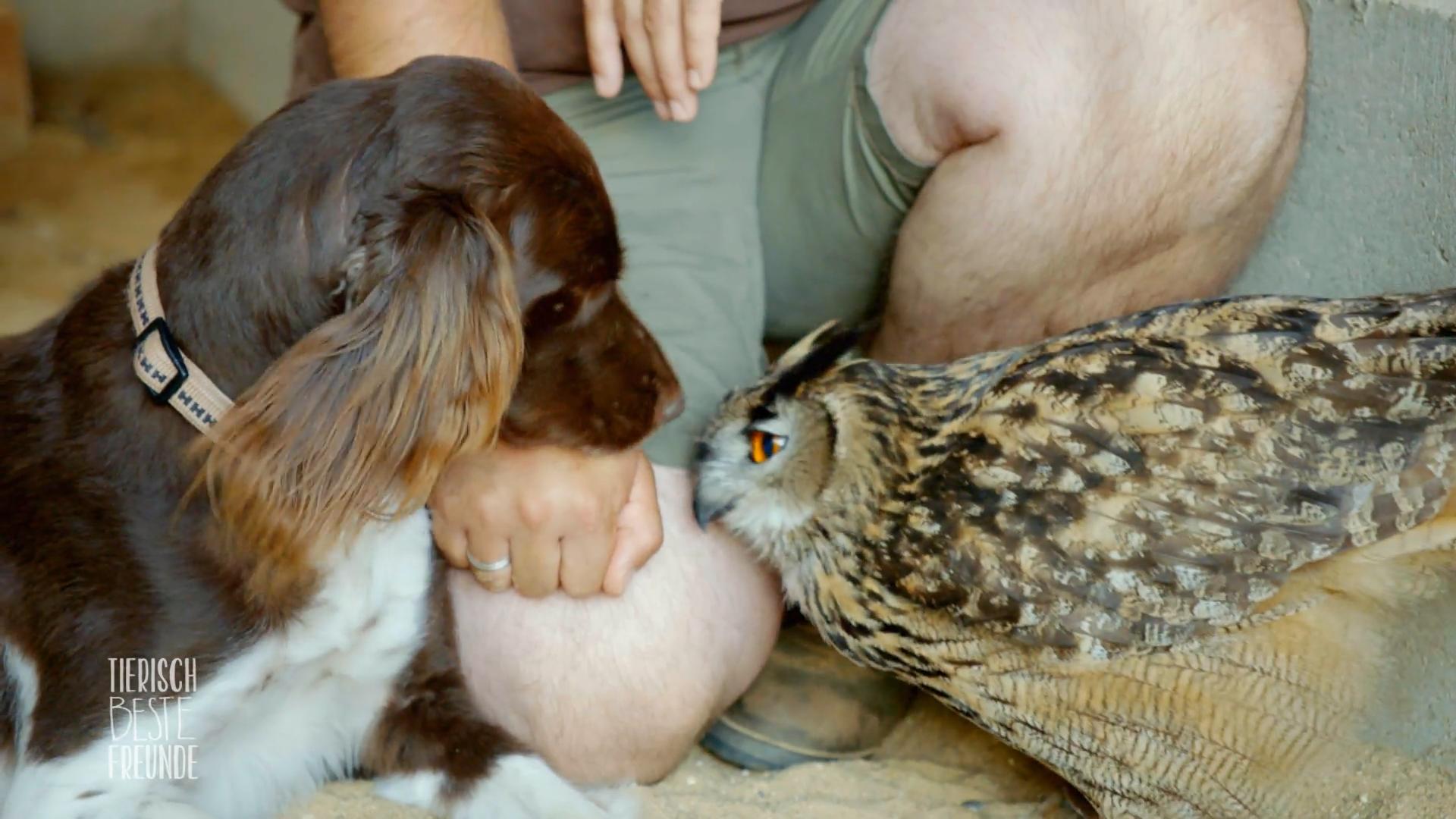 Hugo und Ronja schmusen jeden Morgen miteinander