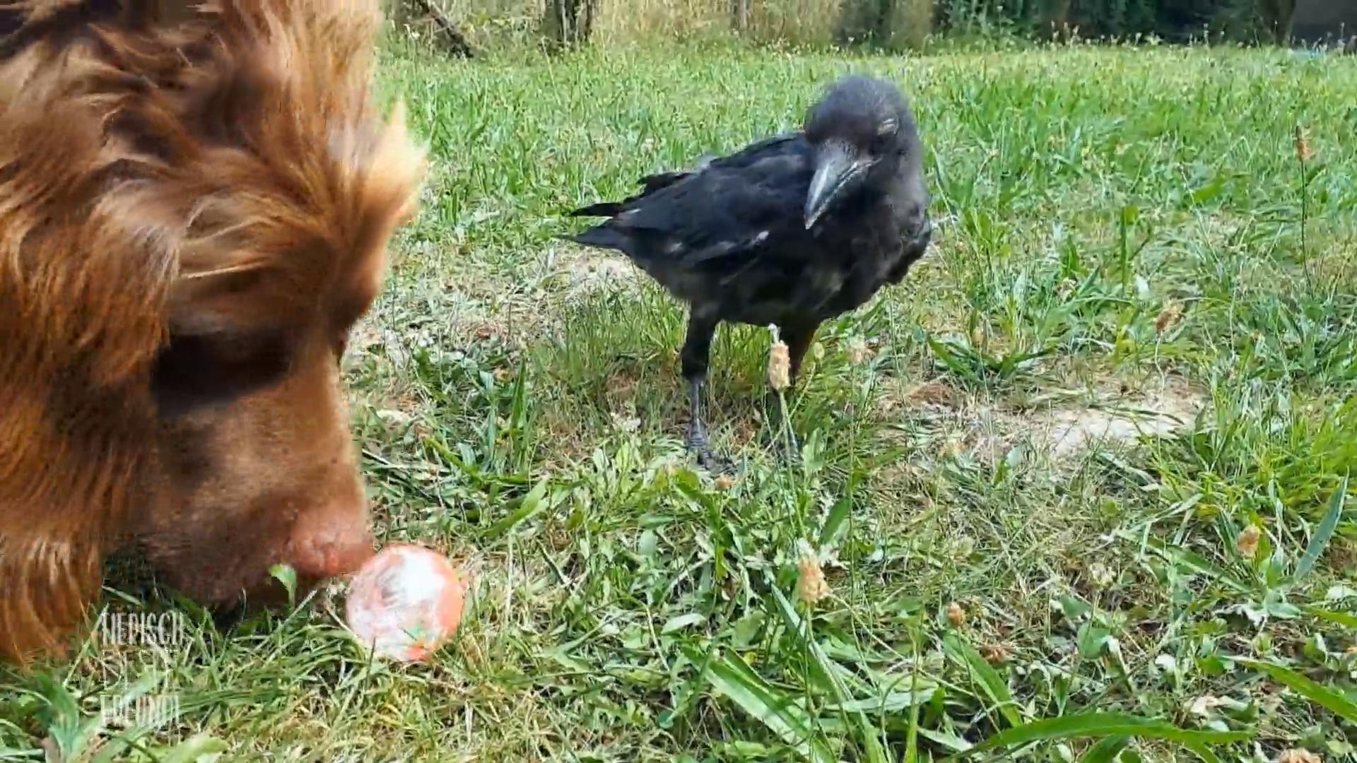 Wolle geht täglich mit den Hunden spazieren