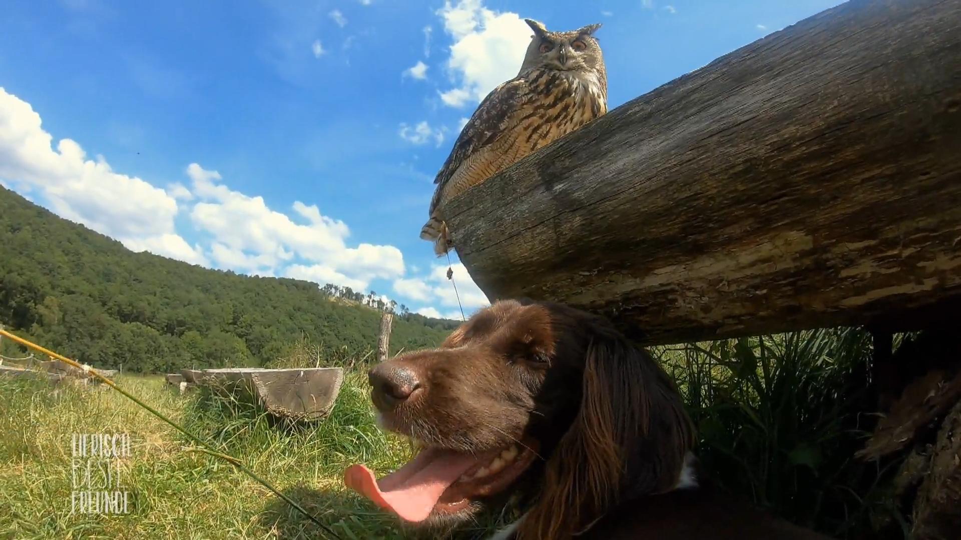 Hugo und Ronja haben tierischen Spaß miteinander