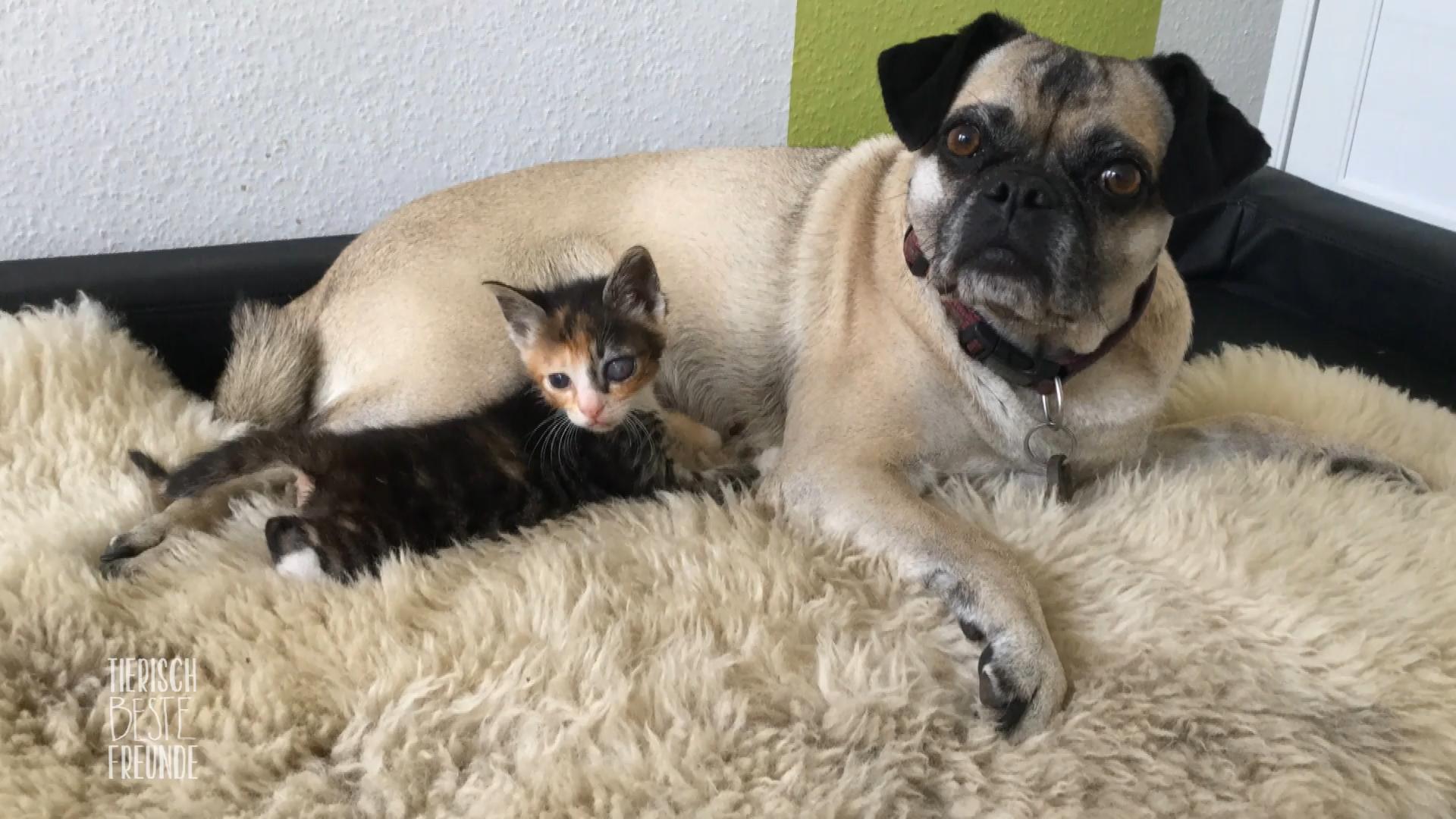 Mopsdame Apple hat Katze Curry adoptiert