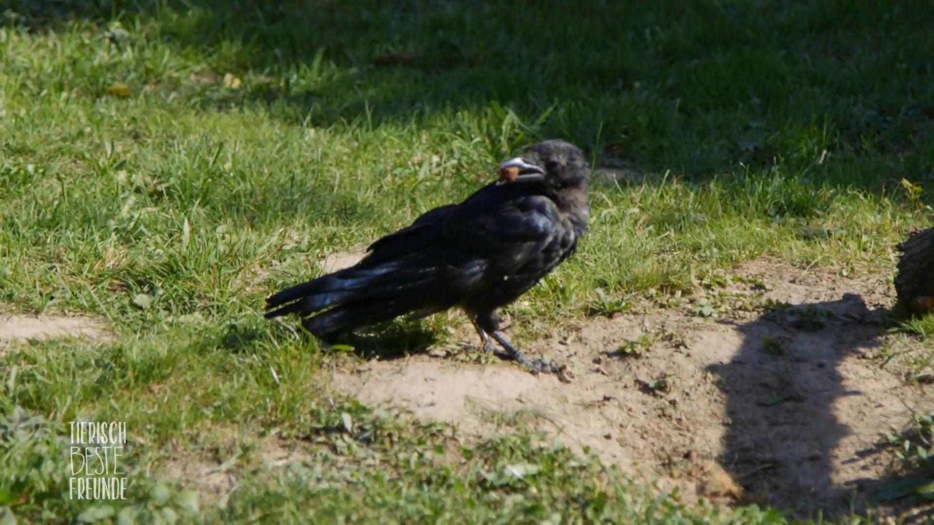 Krähe Wolle fängt das Stöckchen