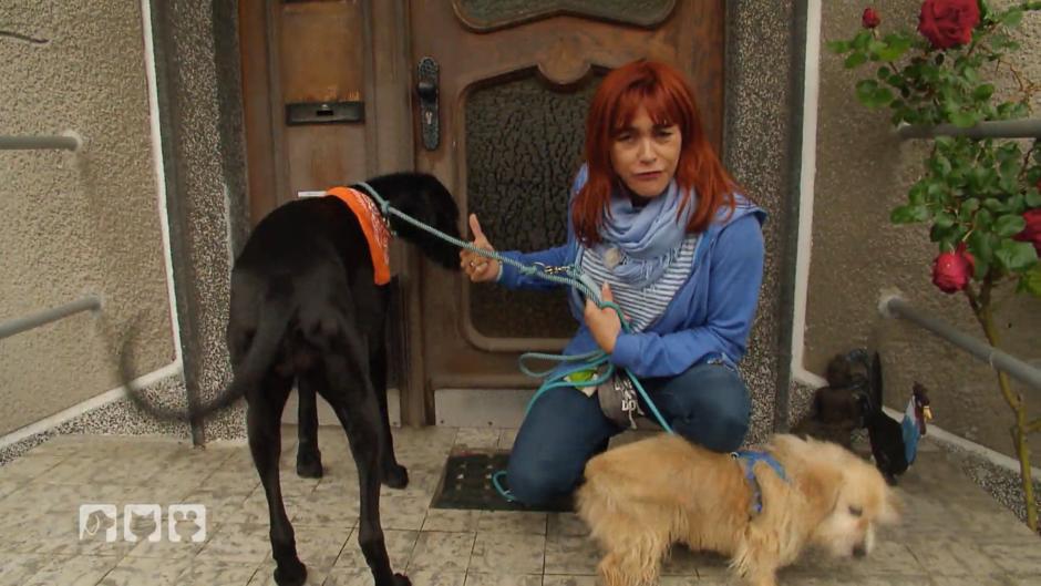 Hundkatzemaus Spass Mit Hunden Auch Bei Schlechtem Wetter