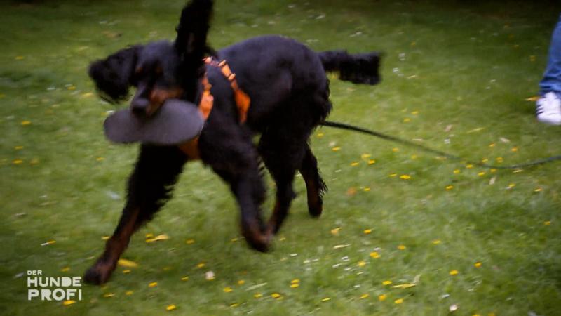 Frodos Leibspeisen: Taschentücher und Pantoffeln