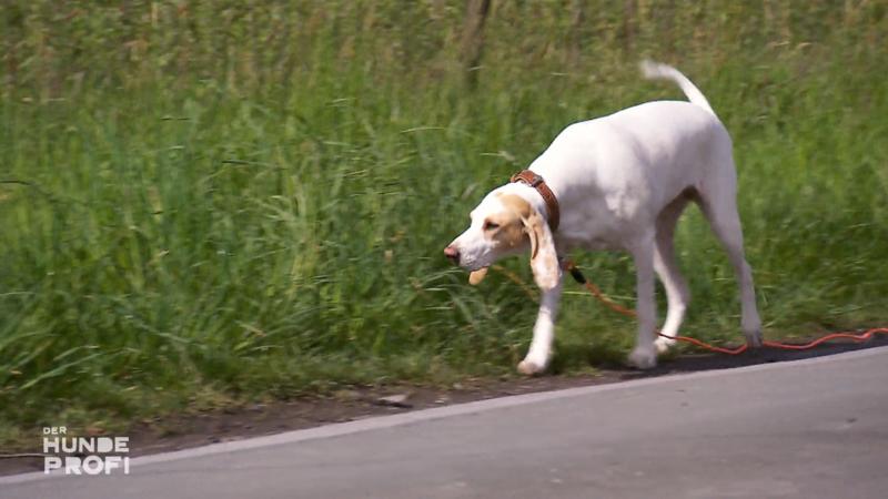 Vida ist Laufhündin – und läuft gerne weg
