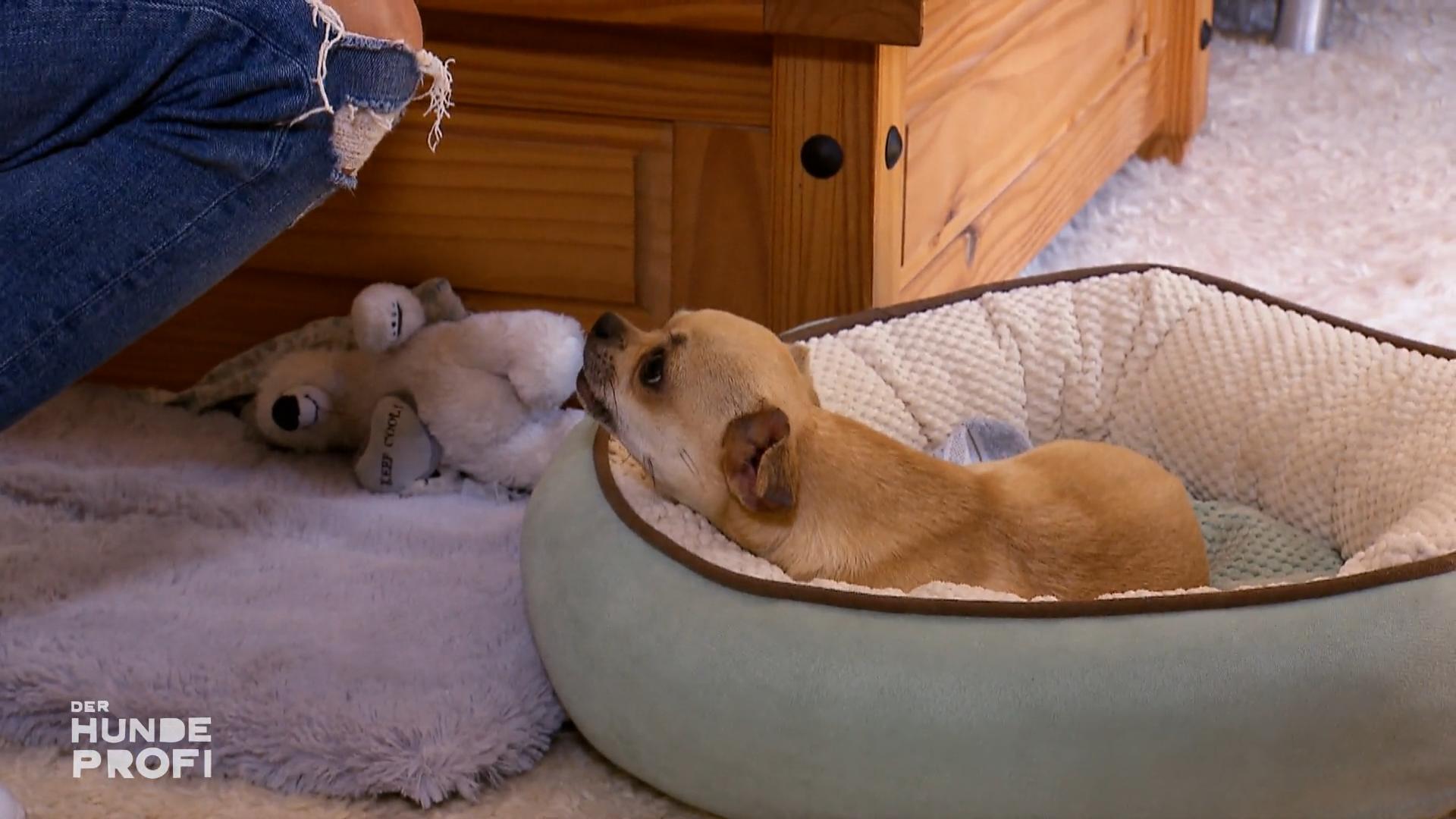 Wieso ist der Chihuahua so aggressiv?