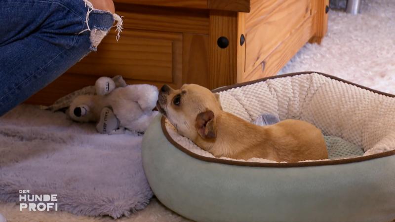 Wieso ist der Chihuahua so aggressiv?