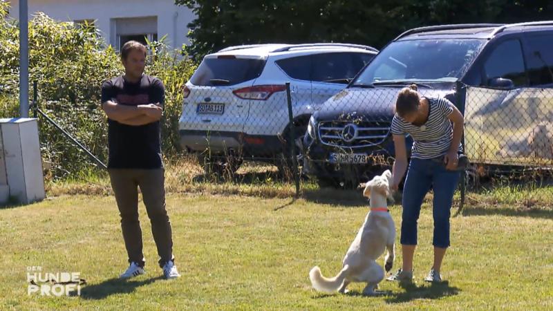 Sie soll sich auf Frauchen Corinna konzentrieren