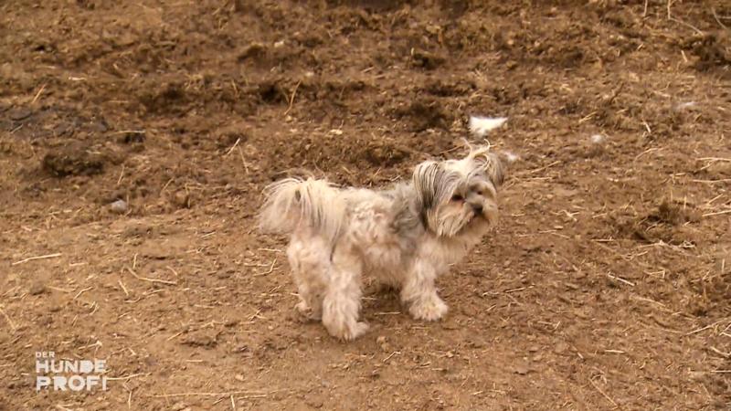 Yorki-Mix Chewi ist Herr des Hauses