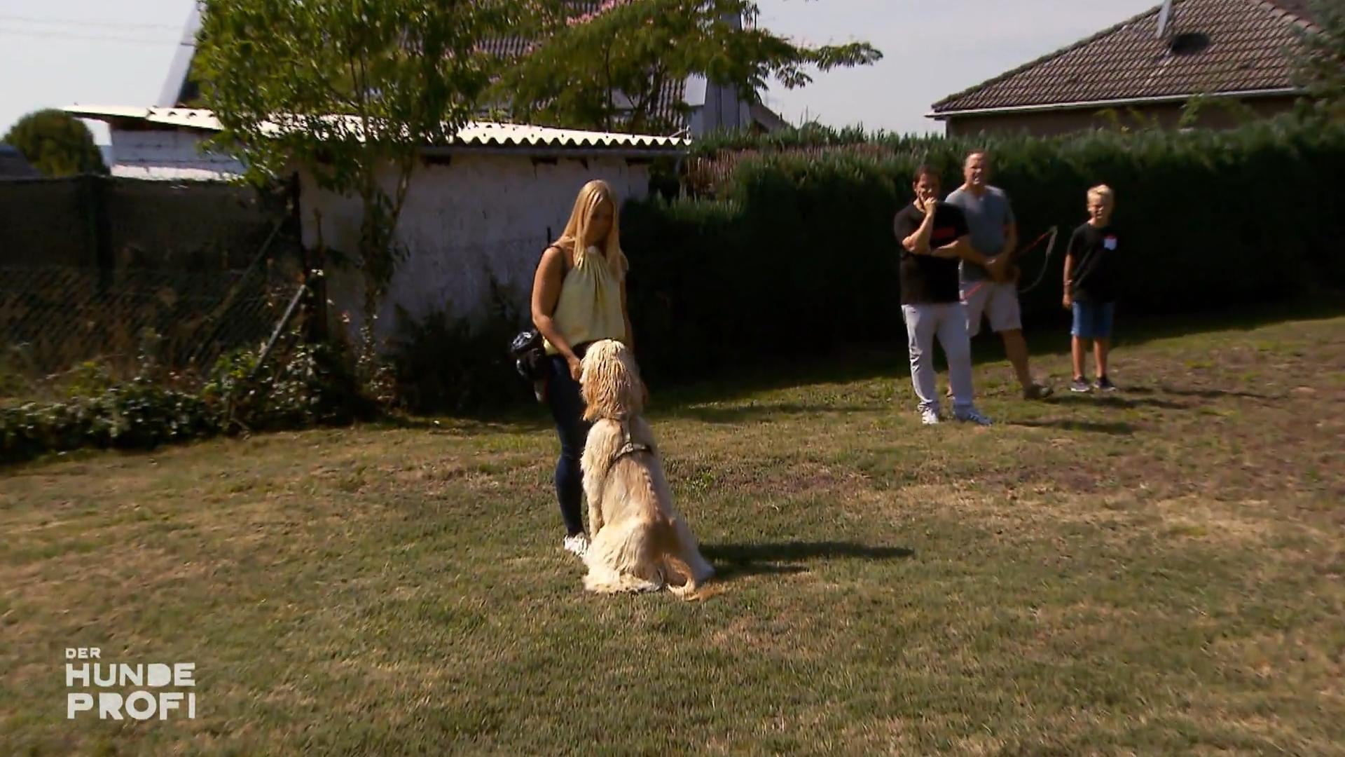 Der Hundeprofi hat nichts zu meckern