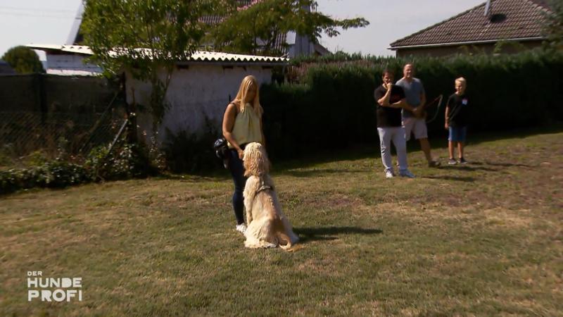 Der Hundeprofi hat nichts zu meckern