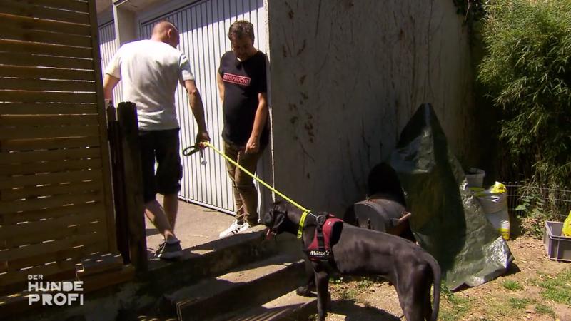 Hunde über Kleinanzeigen – keine gute Idee!