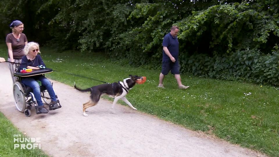 Milo, der aggressive Therapiehund