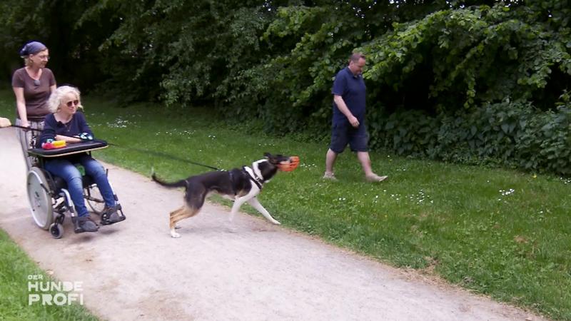Milo, der aggressive Therapiehund