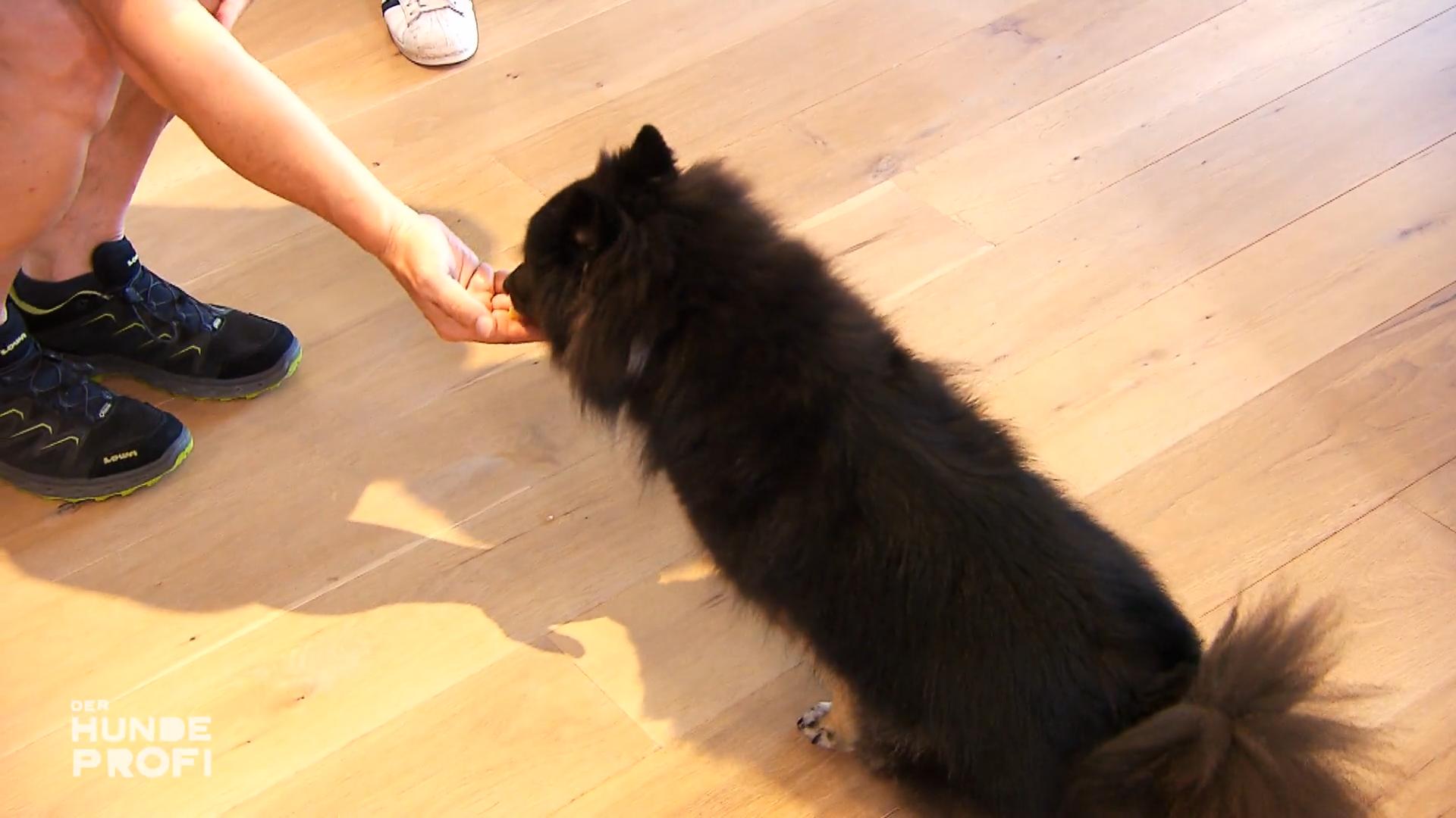 Nur Käsehäppchen mag sie lieber als Kläffen
